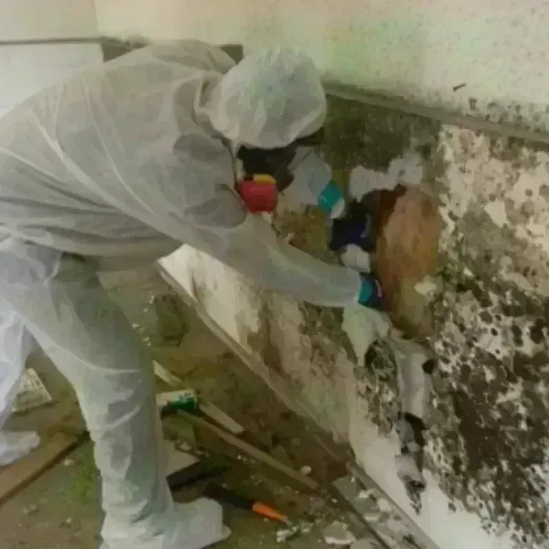 Mold Remediation and Removal in Gilroy, CA